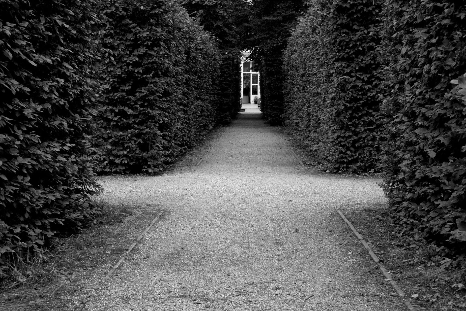 Explore a tranquil pathway flanked by tall hedges in a serene garden labyrinth.