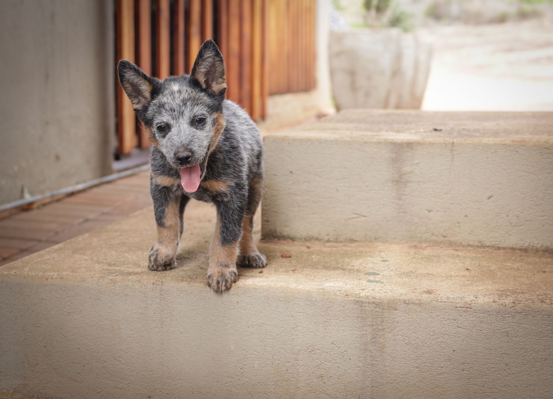 Cute Blue Heeler puppy standing on outdoor steps looking playful and curious.